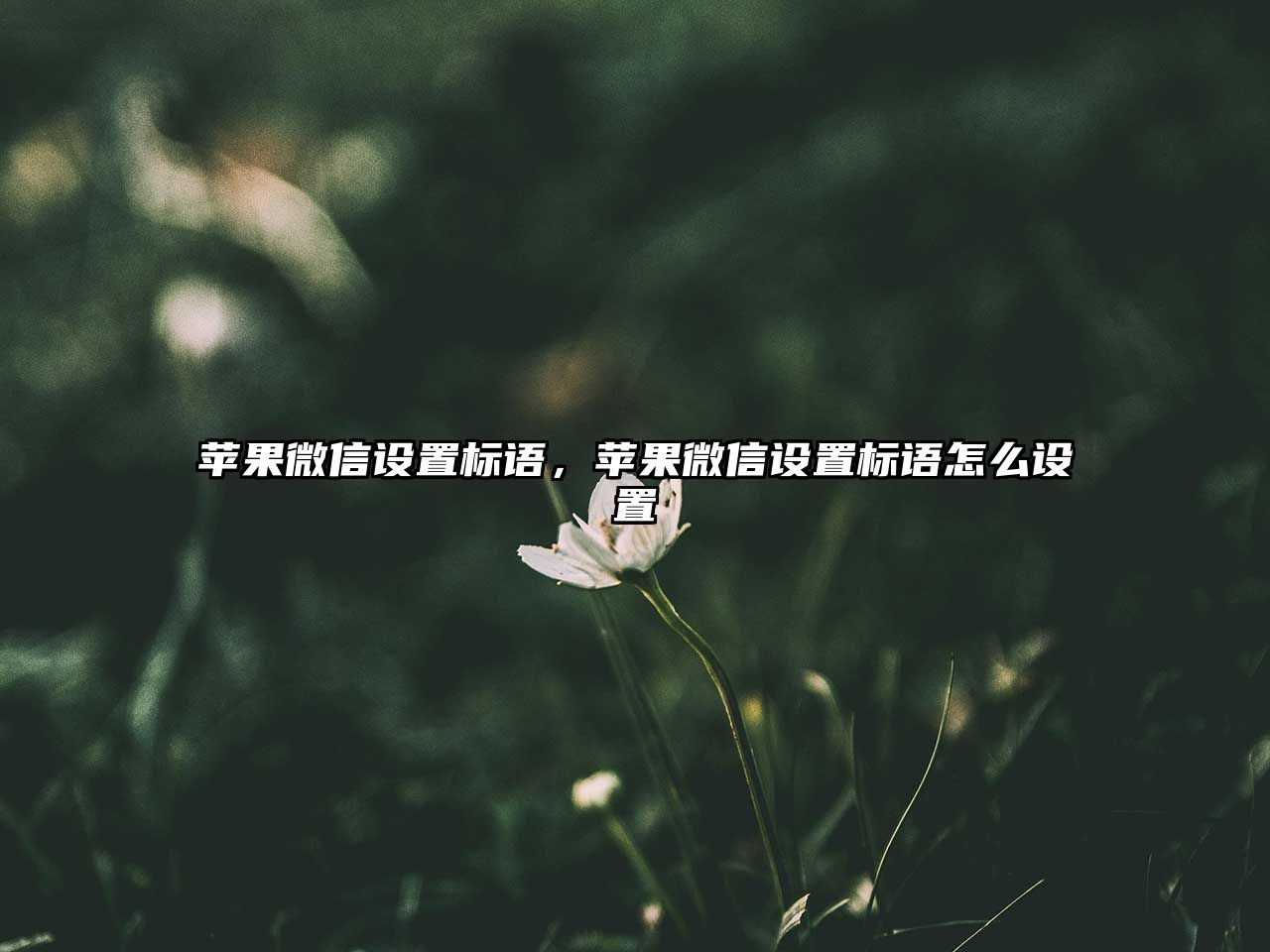 蘋果微信設(shè)置標(biāo)語，蘋果微信設(shè)置標(biāo)語怎么設(shè)置